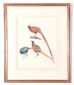 J C Harrison, Watercoulour, three Pheasant Studies (single frame), produced for the book "