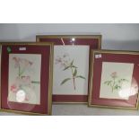 MARY E BIGGINS WATERCOLOUR STUDY OF HIMALAYAN BALSAM TOGETHER WITH FRAMED WATERCOLOUR STUDY