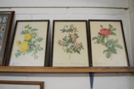 THREE FRAMED COLOURED PRINTS, ROSE SPECIES, 36CM HIGH