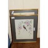 TWO COLOURED PRINTS, HUMMING BIRD SPECIES, FRAMED AND GLAZED, LARGEST APPROX 50CM HIGH