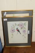 TWO COLOURED PRINTS, HUMMING BIRD SPECIES, FRAMED AND GLAZED, LARGEST APPROX 50CM HIGH