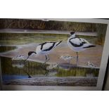 ROBERT GILLMOR, "THE AVOCET FAMILY", COLOURED PRINT, FRAMED AND GLAZED, 71CM WIDE