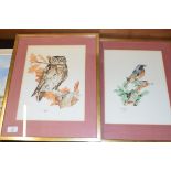 M STEVENS, TWO WATERCOLOUR STUDIES, "LITTLE OWL" AND "MALE REDSTART", FRAMED, 38CM WIDE