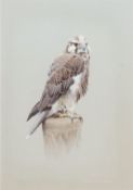 David Ord Kerr (British, b.1951), Perched Laggar Falcon. Watercolour and bodycolour, on pale grey