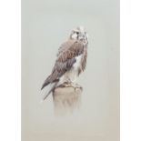 David Ord Kerr (British, b.1951), Perched Laggar Falcon. Watercolour and bodycolour, on pale grey