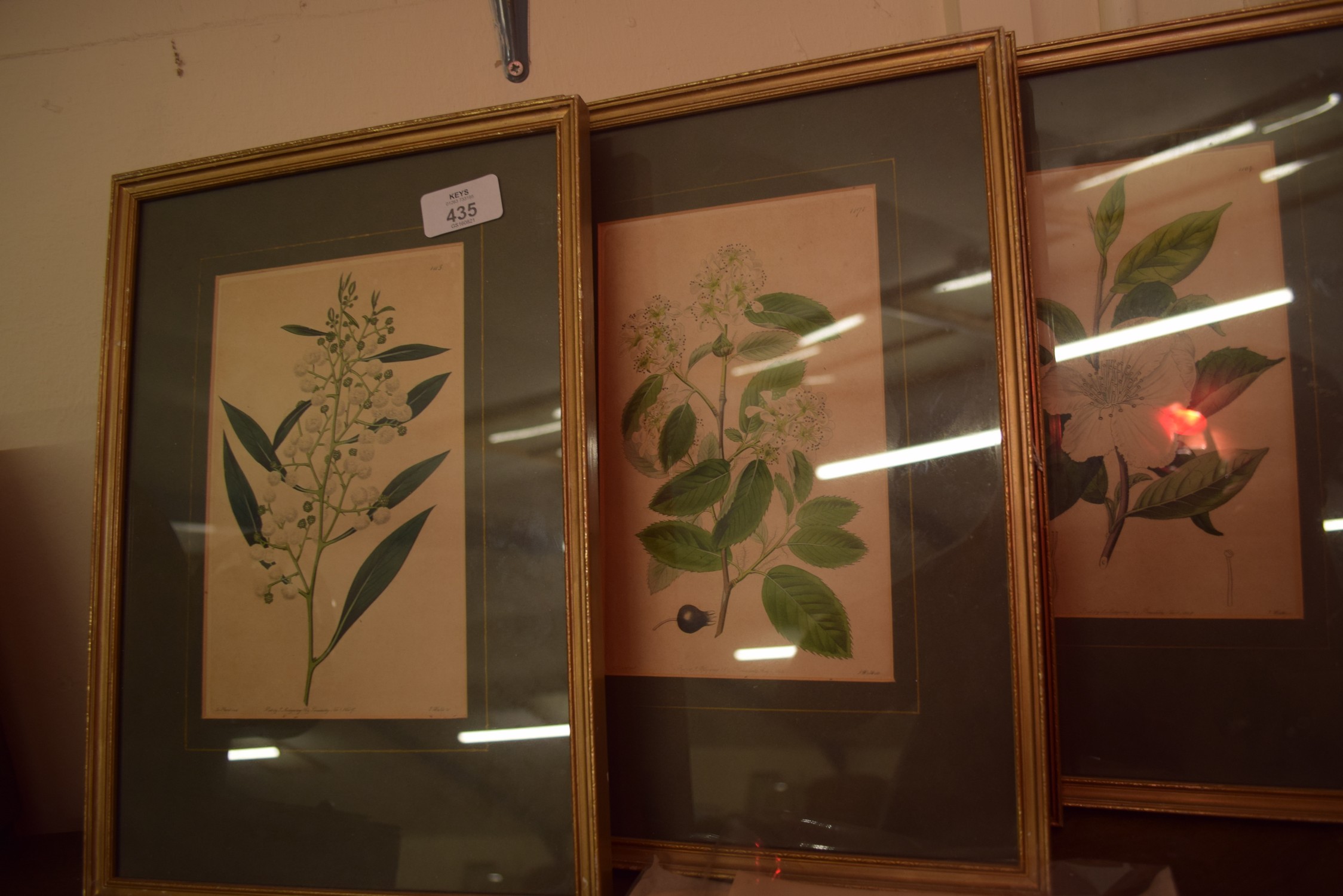 COLLECTION OF EIGHT FRAMED BOTANICAL BOOK PLATES PLUS VARIOUS LOOSE - Image 2 of 3