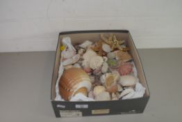 QTY OF SEA SHELLS