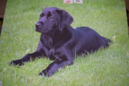 PHOTOGRAPHIC PRINT OF A LABRADOR PUPPY