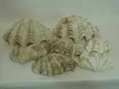 Group of large white sea shells, possibly clam shells (7)