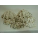 Group of large white sea shells, possibly clam shells (7)