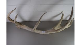 LARGE STAGS ANTLER