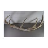 LARGE STAGS ANTLER