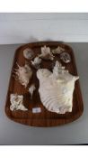 TRAY OF MIXED SEASHELLS