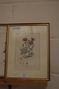 TWO 19TH CENTURY BOTANICAL BOOK PLATES, FRAMED AND GLAZED, 34CM HIGH