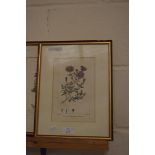 TWO 19TH CENTURY BOTANICAL BOOK PLATES, FRAMED AND GLAZED, 34CM HIGH