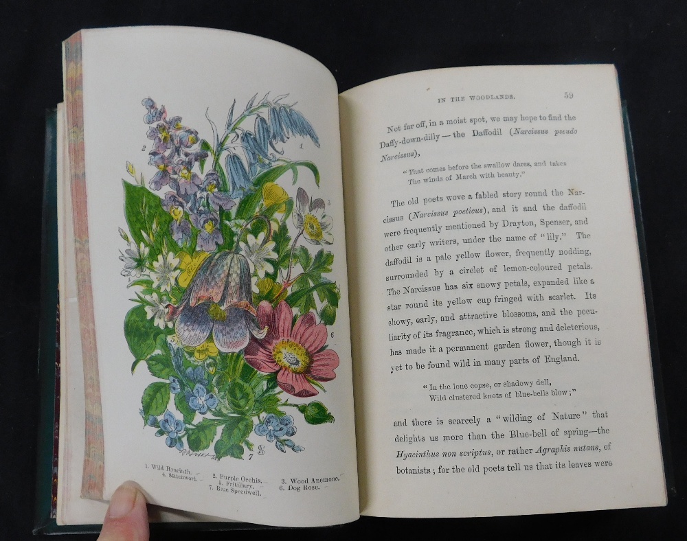 JOSEPH TOM BURGESS: ENGLISH WILDFLOWERS, London, Frederick Warne & Co, circa 1875, 8 hand coloured - Image 3 of 3