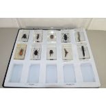 VARIOUS INSECT SPECIMENS PRESERVED IN PERSPEX