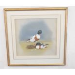 George E. Evans (British 20C), A pair of Shelducks with offspring . Watercolour with body colour .