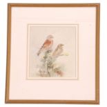 Roland Green (British, 20th century), Finches perched on branches, watercolour, signed, 8 x 8ins