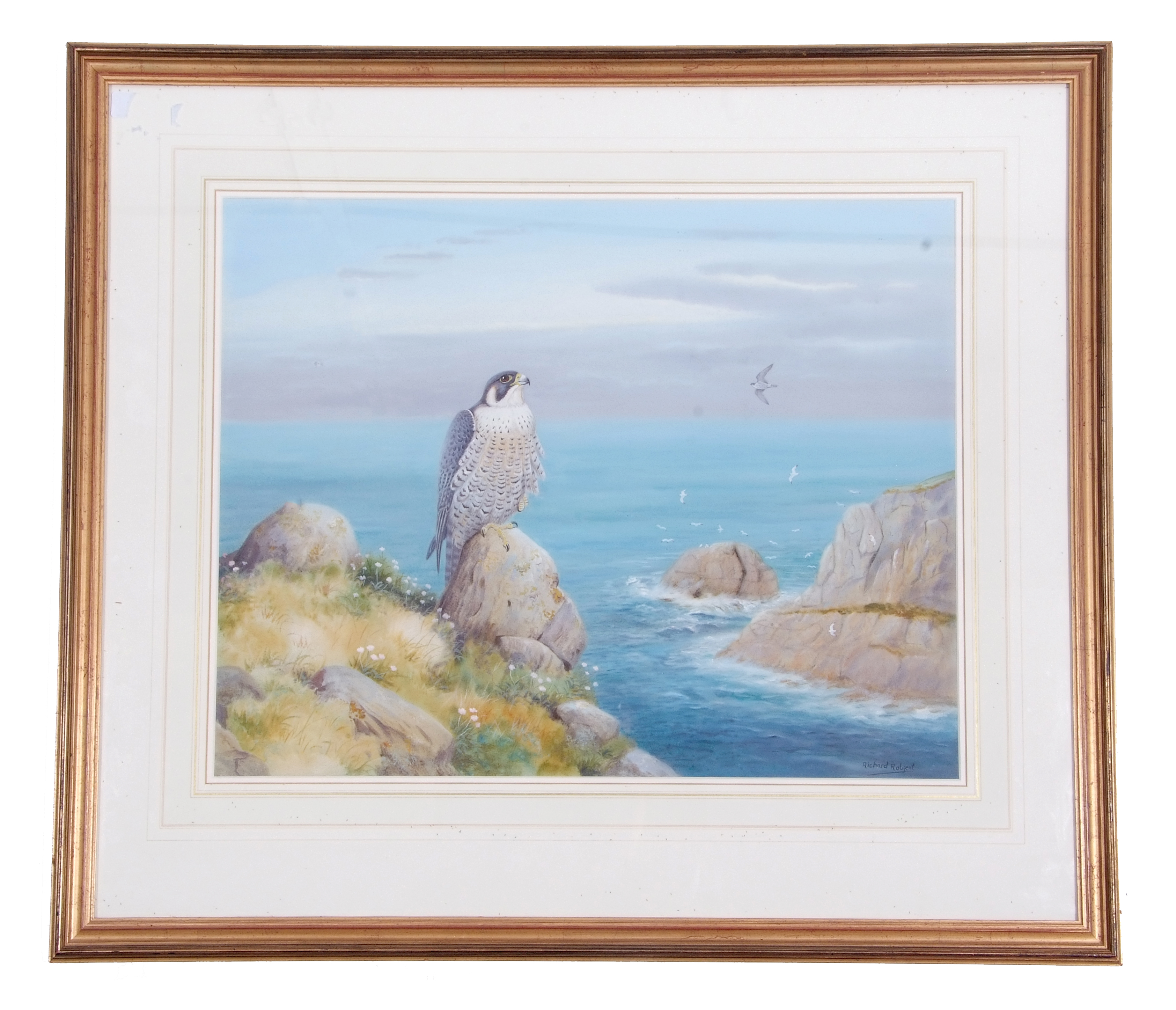 Richard Robjent (British 20C), Peregrine Falcon perched on a sea cliff, watercolour heightened
