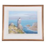 Richard Robjent (British 20C), Peregrine Falcon perched on a sea cliff, watercolour heightened