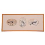 A H Patterson (British, 19th century), A set of three naturalist sketches, pen on paper signed,