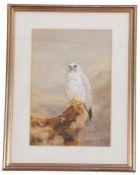 Follower of A Thorburn, A Gyrfalcon perched after hunting, watercolour, bears signature of Archibald