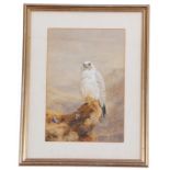 Follower of A Thorburn, A Gyrfalcon perched after hunting, watercolour, bears signature of Archibald