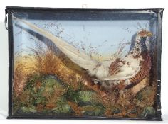 Taxidermy Pheasant with variegated plumage
