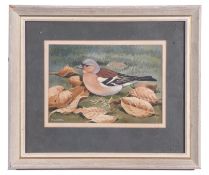 Dr Noel Cusa (British 20th Century), Chaffinch , Watercolour, signed , approx 5x7in
