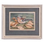 Dr Noel Cusa (British 20th Century), Chaffinch , Watercolour, signed , approx 5x7in