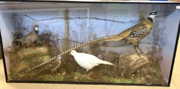 Taxidermy of a Magnificent Reeves Pheasant with other birds in large case in naturalistic setting