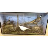 Taxidermy of a Magnificent Reeves Pheasant with other birds in large case in naturalistic setting