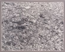 Eric Hosking OBE (British 20th Century), ‘Little Ringed Plover’, Monochrome photograph, signed in