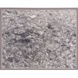 Eric Hosking OBE (British 20th Century), ‘Little Ringed Plover’, Monochrome photograph, signed in