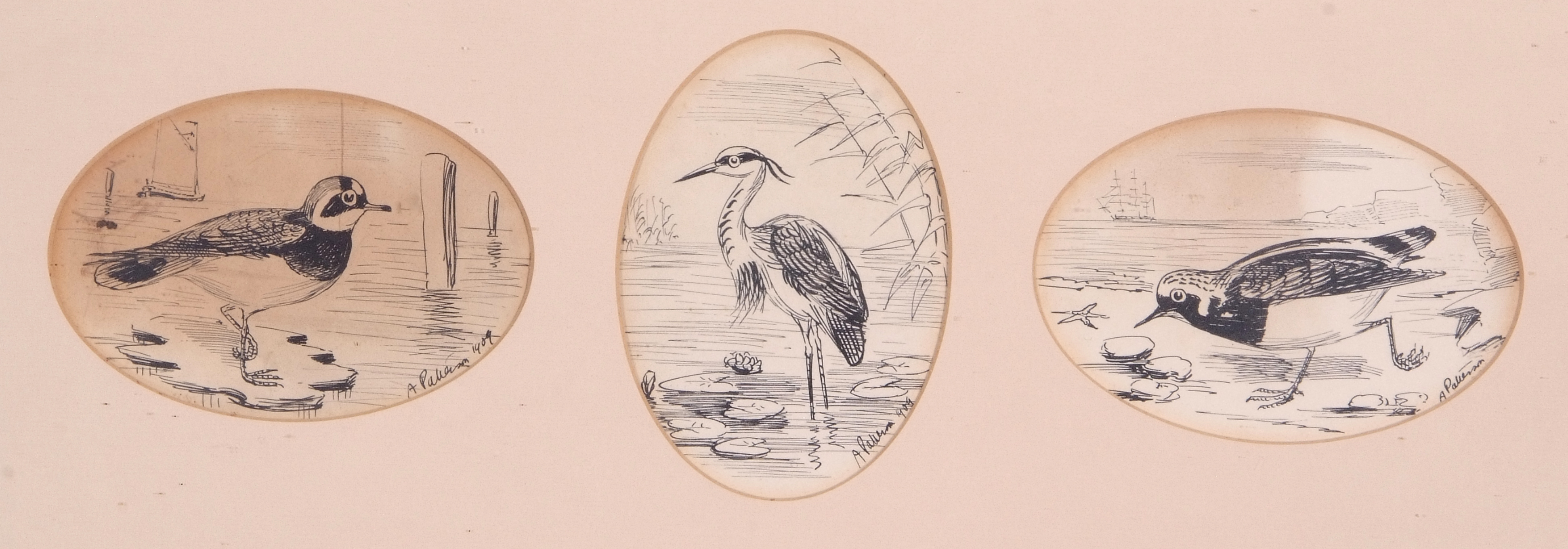 A H Patterson (British, 19th century), A set of three naturalist sketches, pen on paper signed, - Image 2 of 2