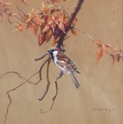C.E. Talbot Kelly (British, 20th Century), House Sparrow on a branch , Watercolour, signed ,