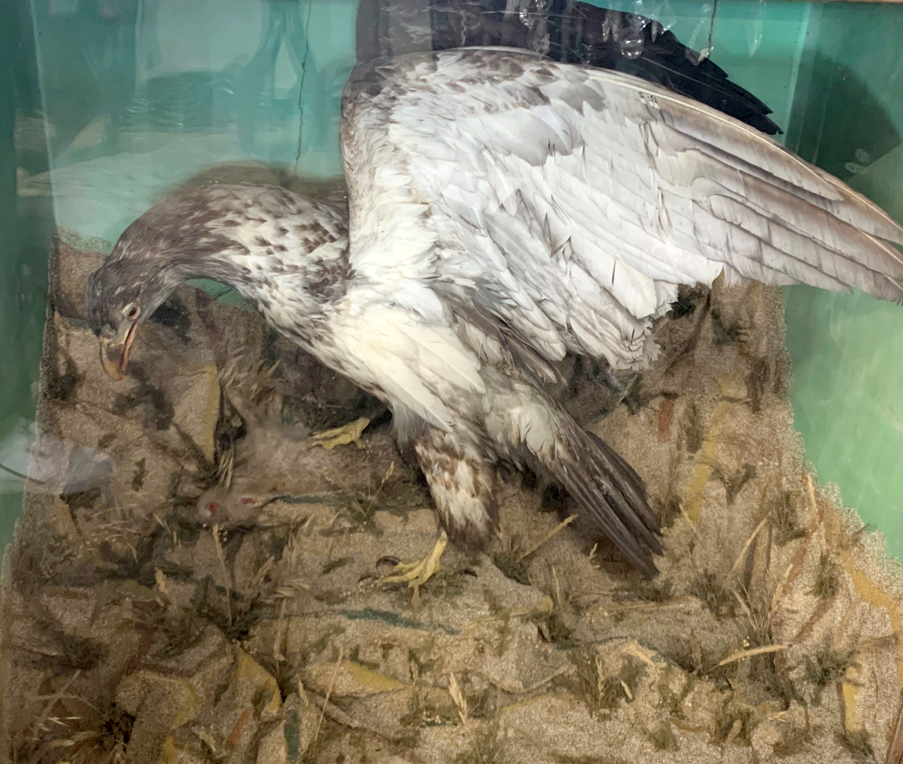 Taxidermy cased Bird of Prey with rabbit in naturalistic setting, 95 x 107cm (possibly American