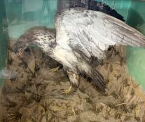 Taxidermy cased Bird of Prey with rabbit in naturalistic setting, 95 x 107cm (possibly American