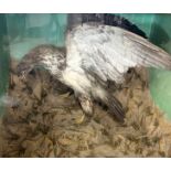 Taxidermy cased Bird of Prey with rabbit in naturalistic setting, 95 x 107cm (possibly American