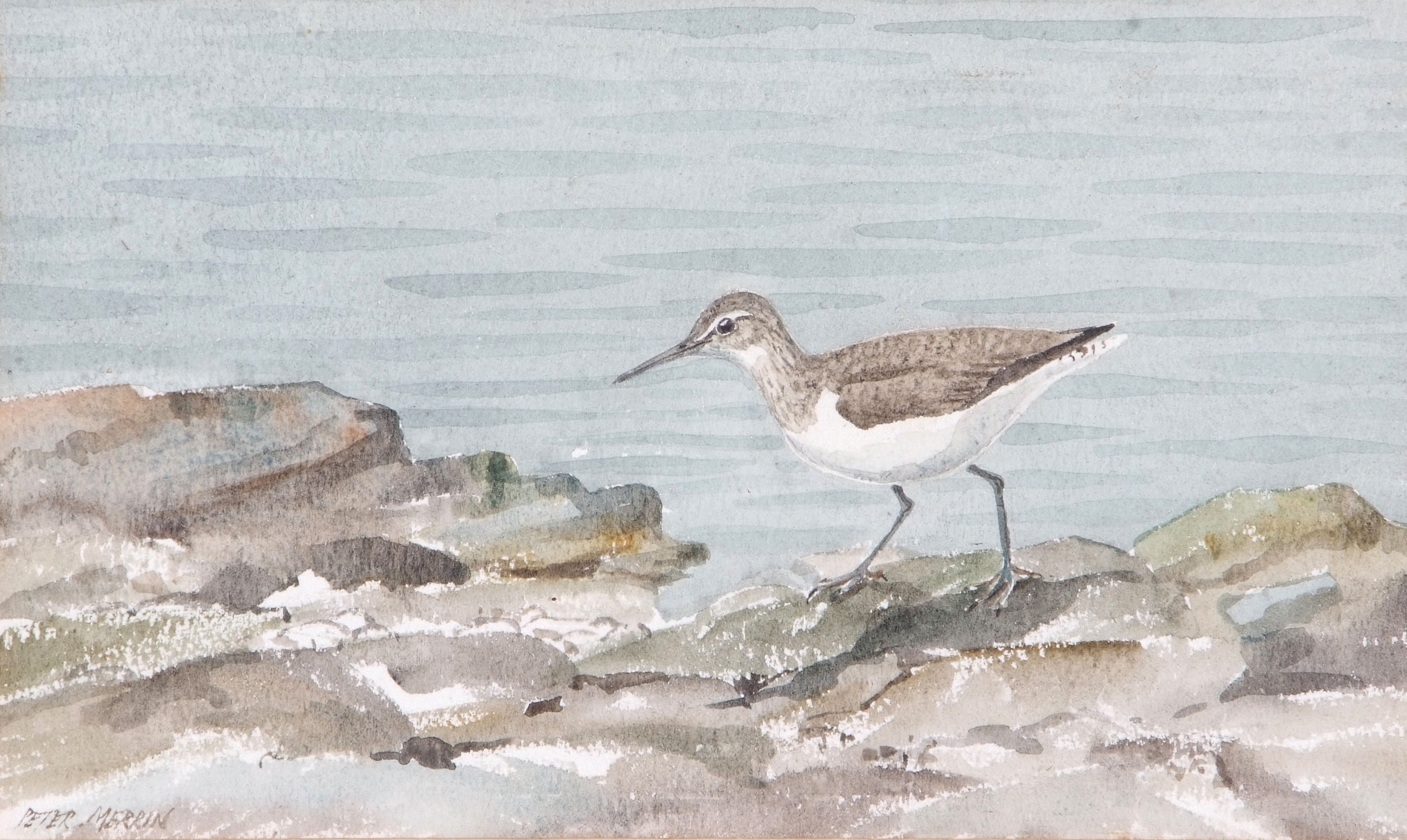 Peter Merrin (British, 20th century), A Sandpiper along the shoreline, watercolour, signed, 7 x - Image 2 of 2