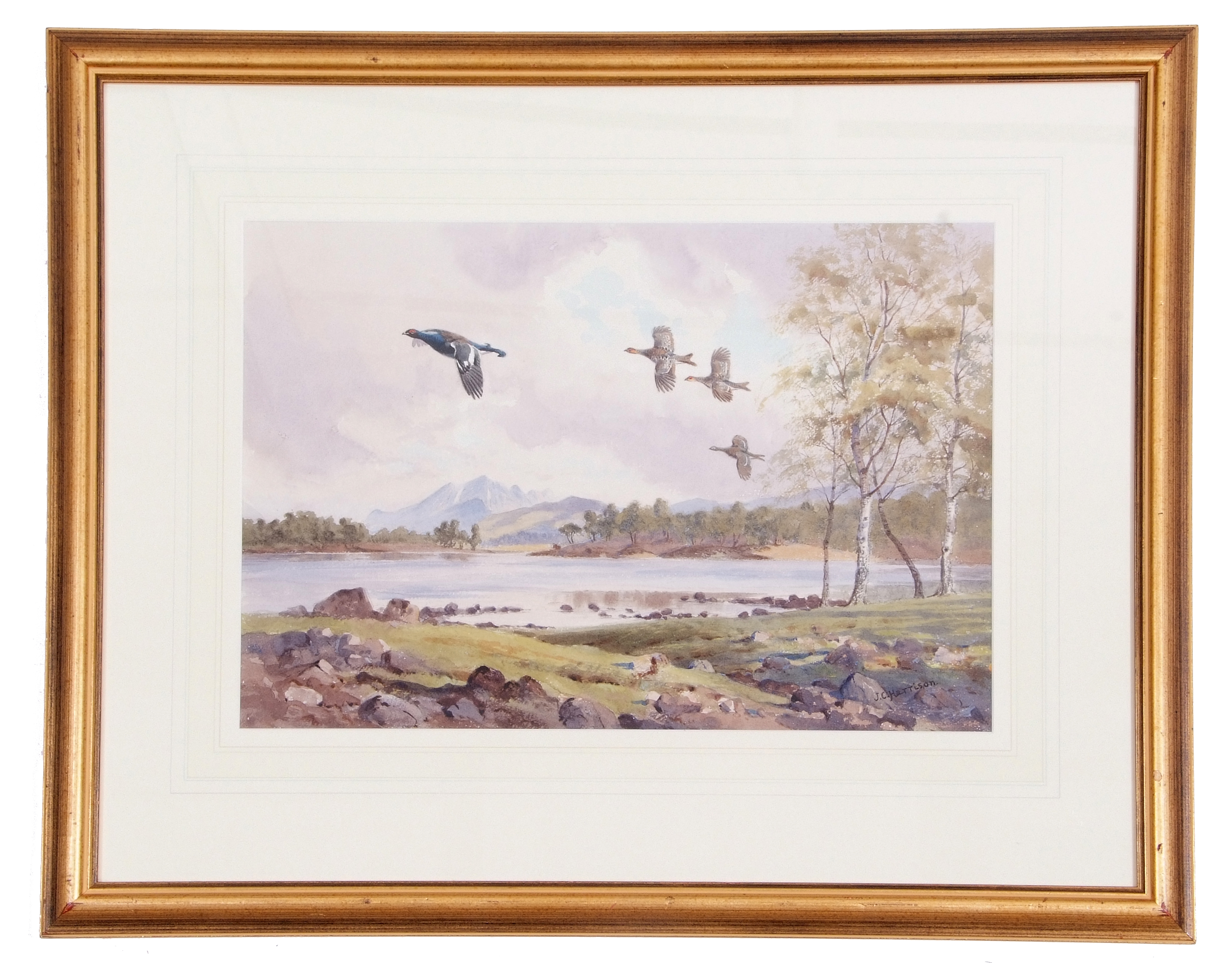 John Cyril Harrison (British 20th C) Black Grouse in flight, watercolour, gouache with pencil - Image 2 of 2