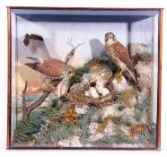 A Taxidermy display of a pair of Kestrel with Chicks in a naturalistic setting. Glazed case with