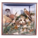 A Taxidermy display of a pair of Kestrel with Chicks in a naturalistic setting. Glazed case with