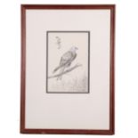 Richard Robject (British 20th Century), A Red Kite , Monotone watercolour, signed, 1982, approx