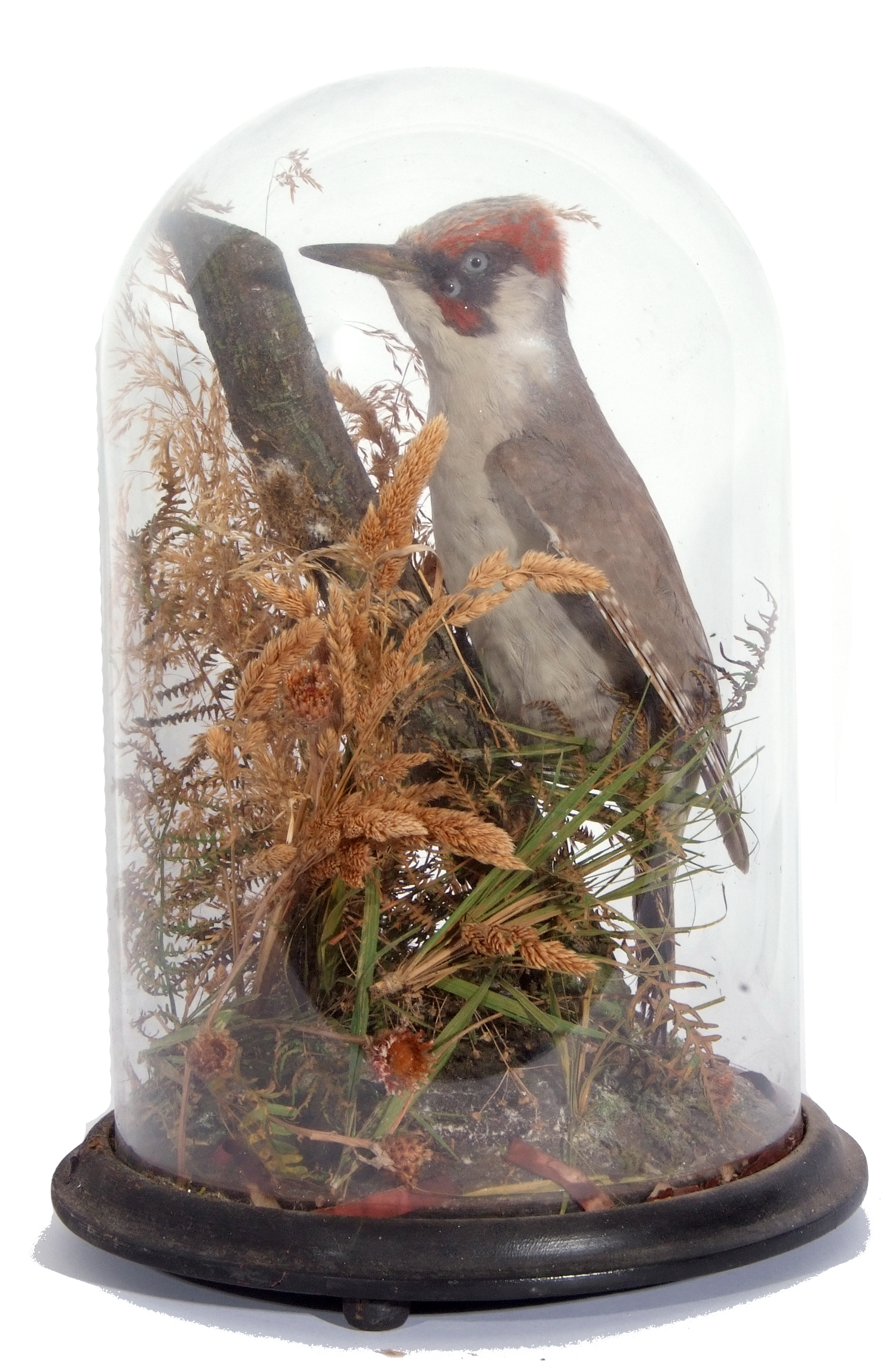 A Taxidermy green Woodpecker, in naturalistic setting under a glass dome, 36cm high.