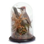 A Taxidermy green Woodpecker, in naturalistic setting under a glass dome, 36cm high.