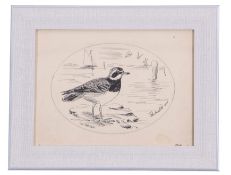 A H Patterson (British, 19th century), A study of a common ringed plover, pencil, pen on paper,