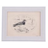 A H Patterson (British, 19th century), A study of a common ringed plover, pencil, pen on paper,