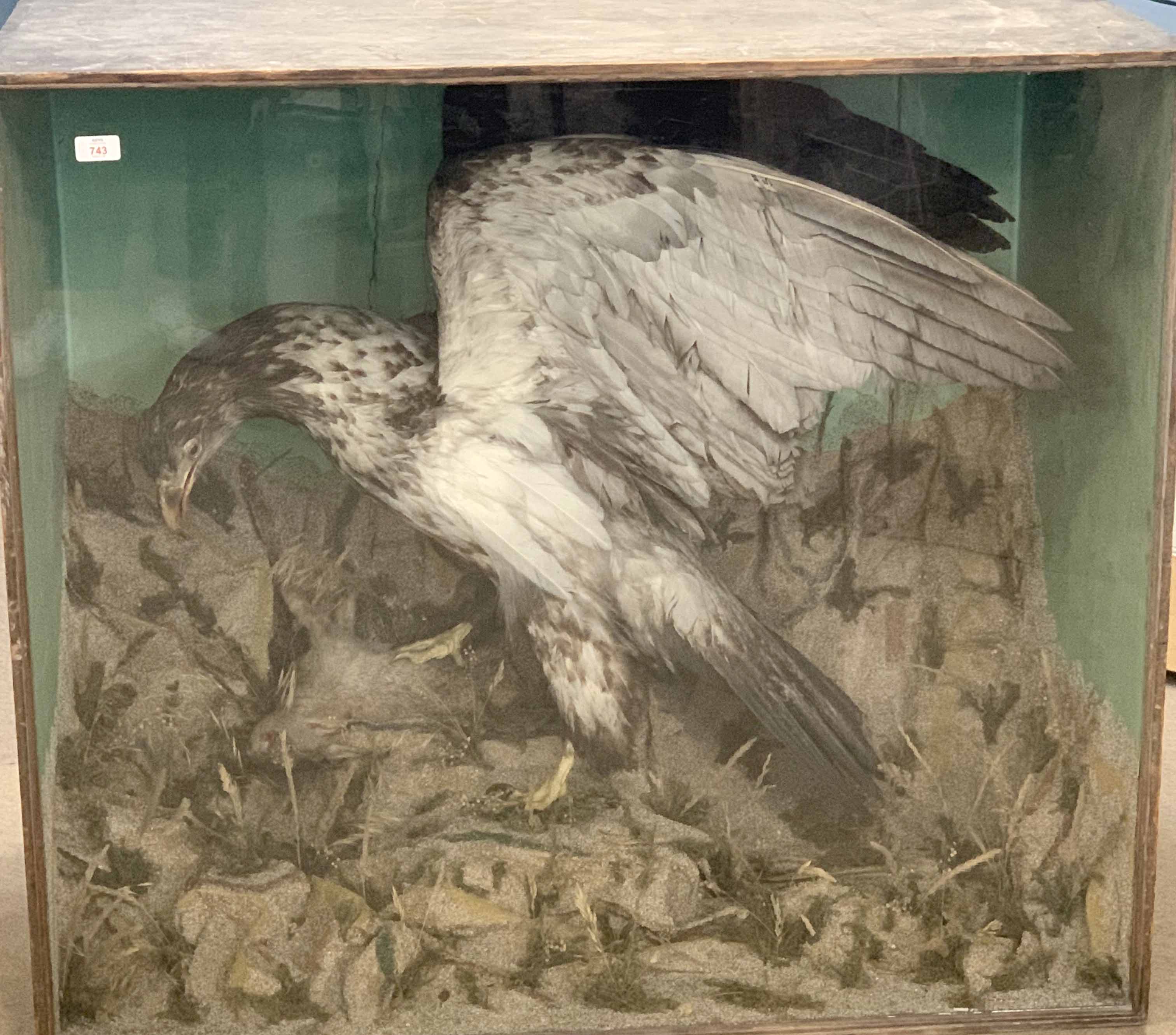 Taxidermy cased Bird of Prey with rabbit in naturalistic setting, 95 x 107cm (possibly American - Image 4 of 4